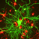 Illustration for article titled Forget Fingerprints, Brain Scans Could Be the New Passwords